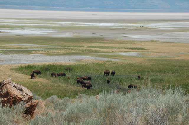bison reach their destination